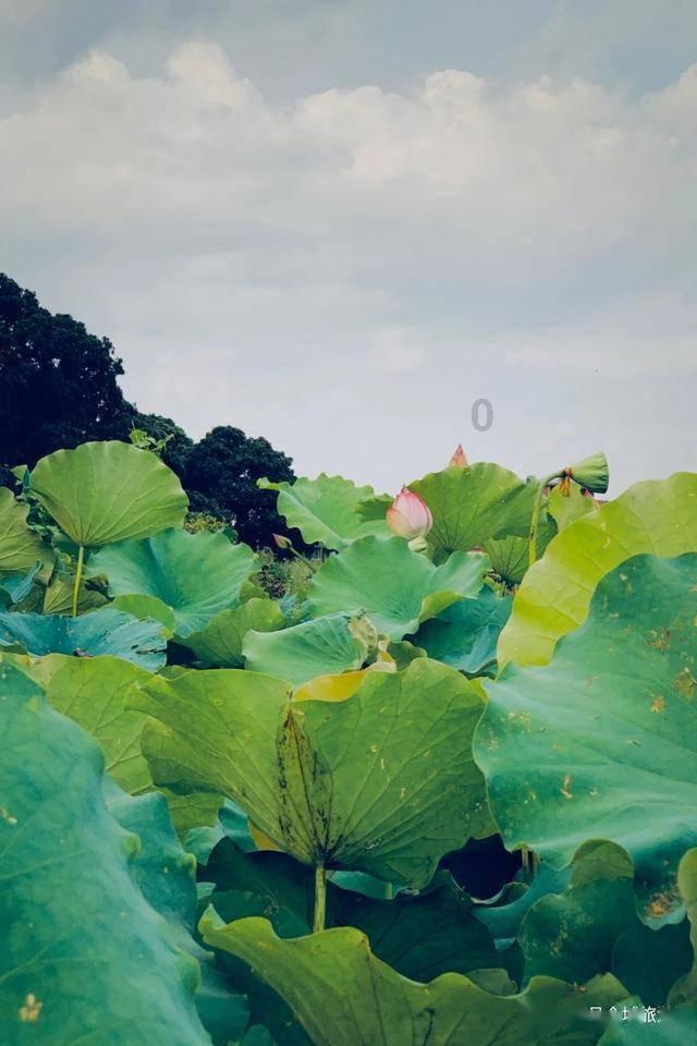 球球大作战下载最新版